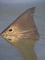 redfish_tailing.jpg