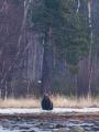 3. Медведь заметил меня и сел..jpg