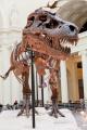 tyrannosaurus-rex-14789616467Yr.jpg