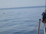 2014 Белое море 2.JPG